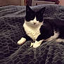cat, black_and_white, pet, indoor, blanket, fabric, popcorn, paw, fur, relaxed, bedroom, furniture, comfort, resting, animal, domestic, cozy, texture, cute, companion