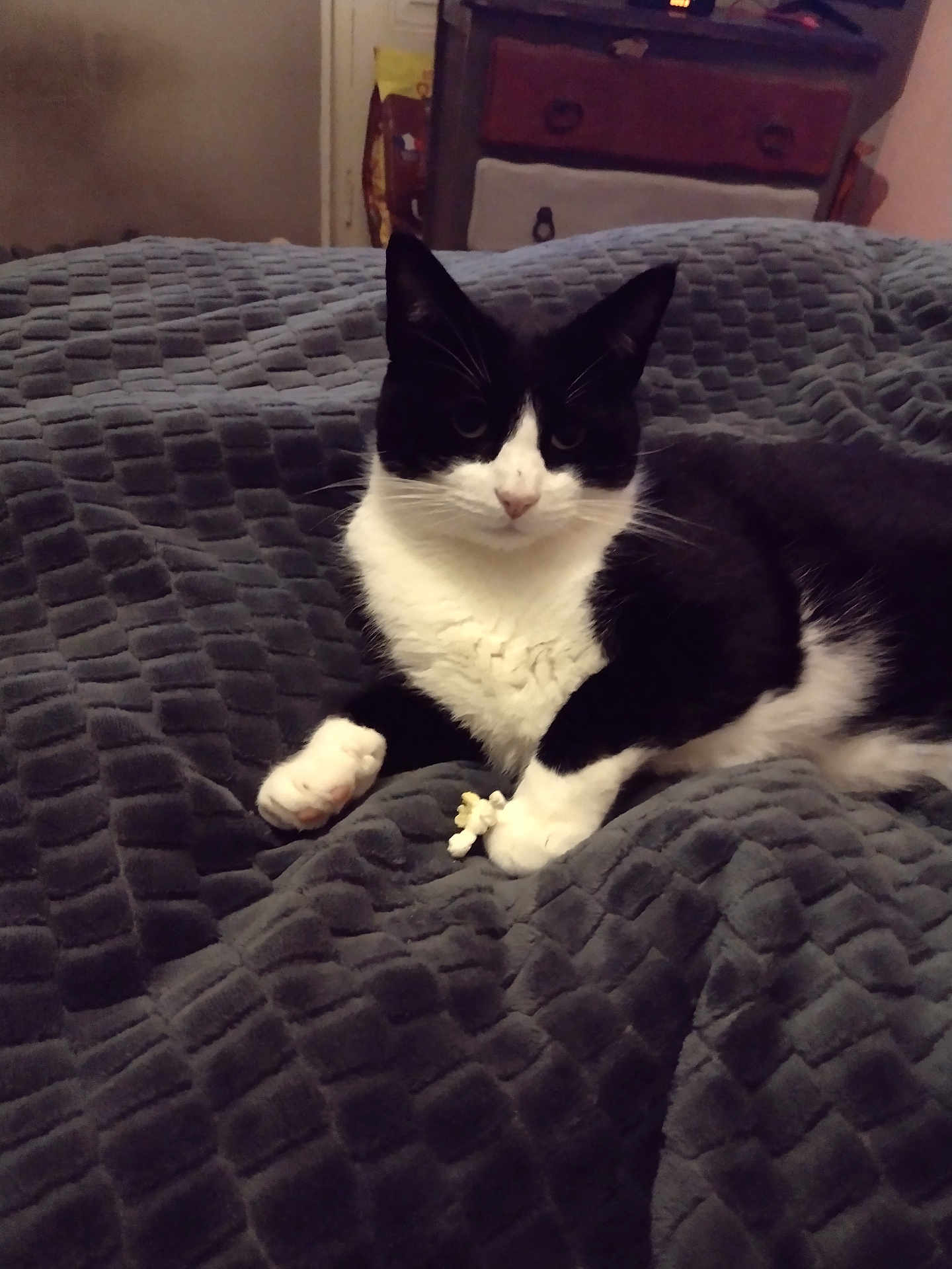 Paco a rejoint le concours — aidez-le/la à gagner de superbes lots ! cat, black_and_white, pet, indoor, blanket, fabric, popcorn, paw, fur, relaxed, bedroom, furniture, comfort, resting, animal, domestic, cozy, texture, cute, companion