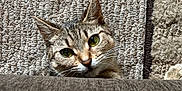 Yuri joined the competition — help win amazing prizes! cat, tabby, green_eyes, curious, peeking, couch, rug, indoor, cozy, pet, whiskers, feline, closeup, texture, home, animal, mammal, domestic_cat, alert, resting