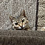 cat, tabby, green_eyes, curious, peeking, couch, rug, indoor, cozy, pet, whiskers, feline, closeup, texture, home, animal, mammal, domestic_cat, alert, resting