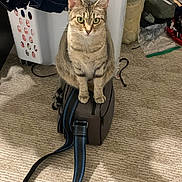 Yuri joined the competition — help win amazing prizes! cat, tabby_cat, pet, animal, bag, strap, carpet, laundry_basket, indoor, furniture, clothing, curious, sitting, floor, household, domestic, feline, striped, looking, cozy