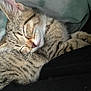 Yuri is registered to the contest to win money with this photo: cat, kitten, sleeping, tabby, fur, whiskers, closeup, cute, pet, animal, relaxing, cozy, soft, domestic_cat, resting, mammal, peaceful, indoor, feline, nap