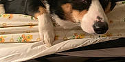 Mocha is registered to the contest to win money with this photo: animal, bed, black, brown, close_up, corgi, cozy, curtains, dog, ears, floral_pattern, furniture, indoor, nose, paw, pet, resting, sheet, sleepy, white