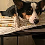 animal, bed, black, brown, close_up, corgi, cozy, curtains, dog, ears, floral_pattern, furniture, indoor, nose, paw, pet, resting, sheet, sleepy, white