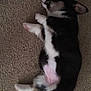 adorable, animal, black_and_white, canine, carpet, cozy, cute, dog, fur, home, indoor, lying_down, mammal, pet, puppy, relaxed, resting, sleeping, small_dog, young