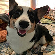 Mocha joined the competition — help win amazing prizes! animal, bed, blanket, canine, closeup, comfort, corgi, cute, dog, ears, fur, happy, indoor, nose, paw, pet, portrait, resting, smiling, stuffed_toy