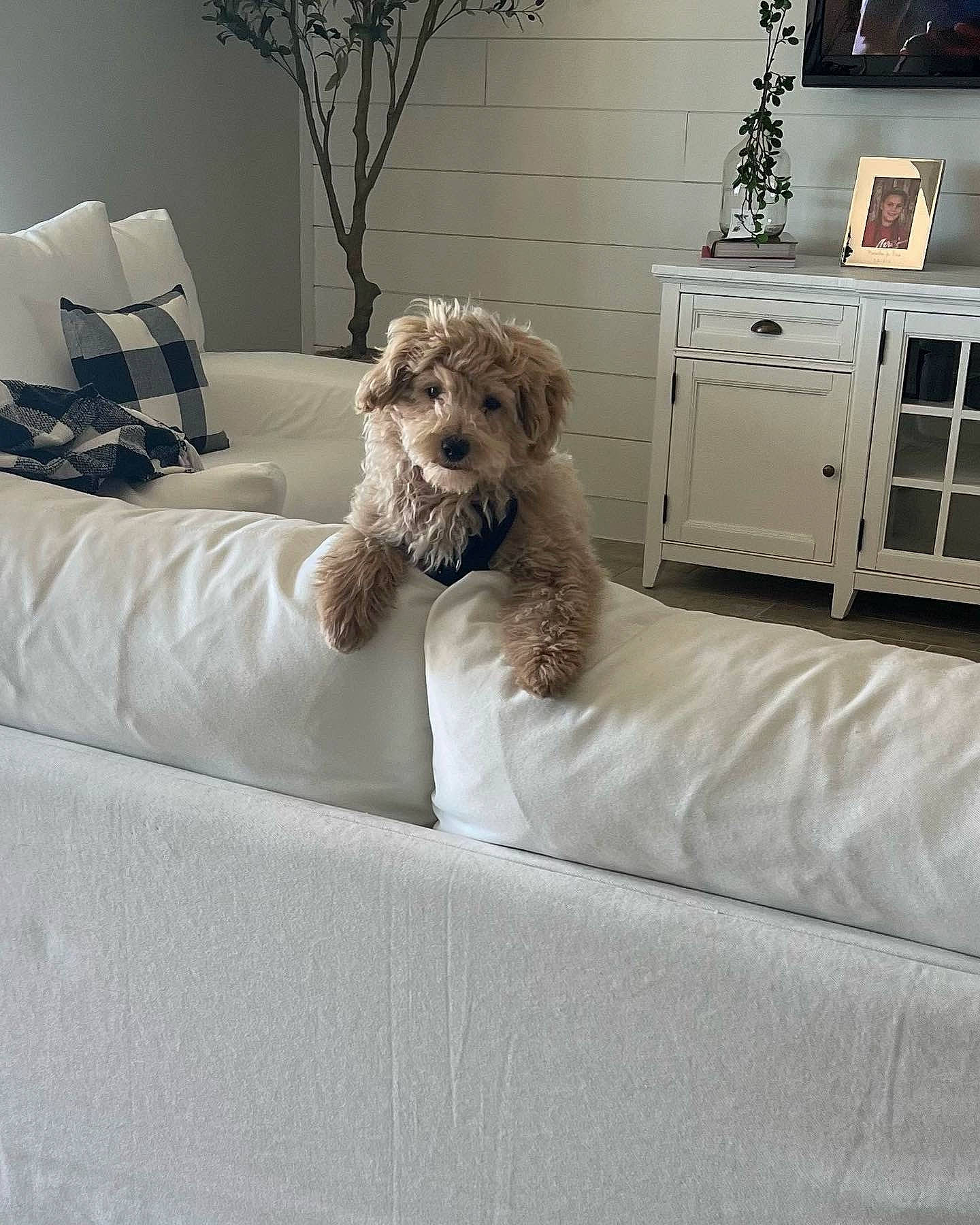 Tucker is registered to the contest to win money with this photo: bed_frame, cabinetry, carnivore, comfort, companion_dog, couch, dog, dog_breed, drawer, fawn, floor, flooring, furniture, grey, interior_design, lamp, lighting, living_room, textile, wood
