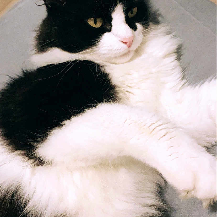 Miky a rejoint le concours — aidez-le/la à gagner de superbes lots ! cat, black_and_white, fluffy, feline, pet, indoor, relaxed, lying_down, fur, whiskers, animal, domestic, cute, portrait, looking_away, resting, soft, home, floor, gray_surface