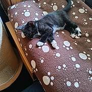 Milly is registered to the contest to win money with this photo: animal, black_and_white, blanket, brown, cat, cozy, cute, domestic, furniture, indoor, kitten, paw, paw_prints, pet, resting, sleeping, soft, tail, whiskers, wood