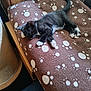 animal, black_and_white, blanket, brown, cat, cozy, cute, domestic, furniture, indoor, kitten, paw, paw_prints, pet, resting, sleeping, soft, tail, whiskers, wood