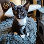 animal, black_and_white, cat, cat_tree, curious, cushion, cute, ears, fluffy, fur, furniture, home, indoor, kitten, pet, portrait, sitting, small, whiskers, young