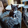 Milly is registered to the contest to win money with this photo: animal, black_and_white, carpet, cat, cat_house, cozy, curious, ears, eyes, feline, fluffy, fur, indoor, kitten, pet, scratching_post, sitting, toy, whiskers, young