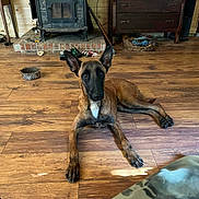 Mellow joined the competition — help win amazing prizes! animal, attentive, brown_dog, calm, canine, dining_room, dog, domestic_animal, ears, flooring, furniture, home_interior, indoor, lying_down, pet, rustic_room, toy, wood_floor, wood_stove, wooden_dresser