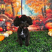 Chloe joined the competition — help win amazing prizes! autumn, background, black_dog, bow, cute, decor, dog, fall_foliage, greenery, happy, holiday, lantern, nature, orange_leaves, outdoor_theme, pet, poodle, portrait, pumpkin, seasonal