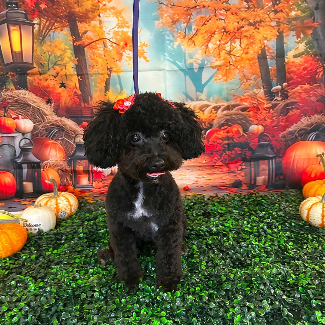 Chloe joined the competition — help win amazing prizes! autumn, background, black_dog, bow, cute, decor, dog, fall_foliage, greenery, happy, holiday, lantern, nature, orange_leaves, outdoor_theme, pet, poodle, portrait, pumpkin, seasonal