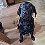 Athos participe au concours pour gagner de l'argent avec cette photo : animal, black_dog, canine, companion, cute, dog, domestic, ears, floor, friendly, fur, indoor, labrador, looking_up, nose, pet, plush_toy, toy, waiting, wooden_floor