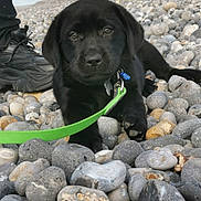 Athos participe au concours pour gagner de l'argent avec cette photo : animal, background, beach, black_dog, closeup, collar, curious, daylight, footwear, leash, lying_down, nature, outdoor, paw, person, pet, puppy, rocks, shoe, young_dog