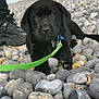 animal, background, beach, black_dog, closeup, collar, curious, daylight, footwear, leash, lying_down, nature, outdoor, paw, person, pet, puppy, rocks, shoe, young_dog