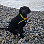animal, beach, black_labrador, canine, coast, collar, curious, dog, nature, ocean, outdoor, pebbles, pet, puppy, sea, shore, sitting, water, waves, young_dog