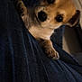 Luna a rejoint le concours — aidez-le/la à gagner de superbes lots ! adorable, animal, brown, closeup, cuddle, curious, cute, denim, dog, face, fur, indoor, jeans, looking, paw, pet, puppy, small, white, young