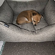 Luna a rejoint le concours — aidez-le/la à gagner de superbes lots ! animal, brown, cozy, curled_up, cute, dog, dog_bed, floor, fur, gray, home, indoor, peaceful, pet, puppy, quiet, resting, sleeping, small, tile