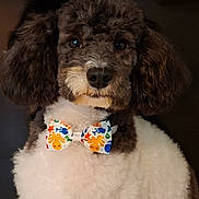 Vadoo a rejoint le concours — aidez-le/la à gagner de superbes lots ! adorable, animal, bow_tie, brown, close_up, collar, cute, dog, ears, face, fluffy, friendly, fur, groomed, indoor, looking_at_camera, pet, poodle, portrait, white