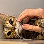 Spoon a rejoint le concours — aidez-le/la à gagner de superbes lots ! cat, tabby_cat, pet, whiskers, human_hand, scratching, close_up, indoor, wooden_surface, face, fur, eyes, relaxation, animal, domestic, cute, gentle_touch, texture, background, resting