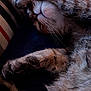 Spoon a rejoint le concours — aidez-le/la à gagner de superbes lots ! cat, tabby_cat, sleeping, paw, fur, whiskers, close_up, cozy, relaxed, indoor, pet, animal, cute, resting, soft, striped, face, nose, paw_covering_face, domestic_cat