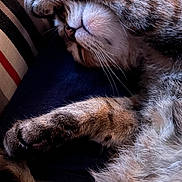 Spoon participe au concours pour gagner de l'argent avec cette photo : cat, tabby, sleeping, paw, whiskers, fur, closeup, nap, cozy, indoor, striped_pillow, relaxation, pet, cute, animal, feline, soft, resting, comfort, domestic