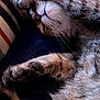 cat, tabby, sleeping, paw, whiskers, fur, closeup, nap, cozy, indoor, striped_pillow, relaxation, pet, cute, animal, feline, soft, resting, comfort, domestic