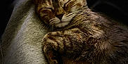Spoon participe au concours pour gagner de l'argent avec cette photo : cat, tabby, sleeping, cozy, feline, pet, animal, fur, whiskers, paws, relaxed, cute, closeup, resting, domestic_cat, soft, grey, background, dark, calm