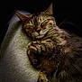 cat, tabby, sleeping, cozy, feline, pet, animal, fur, whiskers, paws, relaxed, cute, closeup, resting, domestic_cat, soft, grey, background, dark, calm