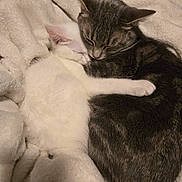 Daisy And Daniel is registered to the contest to win money with this photo: animal, blanket, cat, companion, cozy, cute, domestic_animal, friendship, fur, indoor, kitten, napping, pets, resting, sleeping, snuggling, soft, tabby, warmth, white_cat