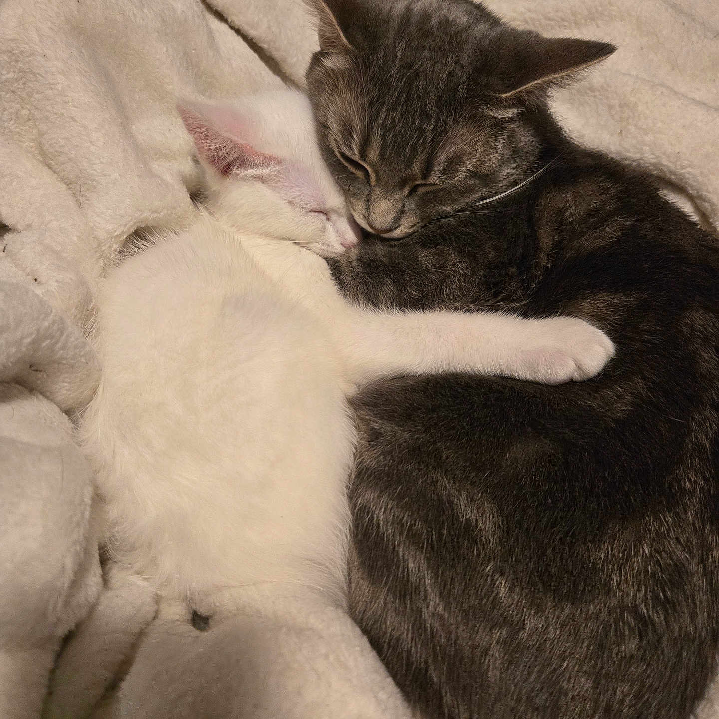 Daisy And Daniel