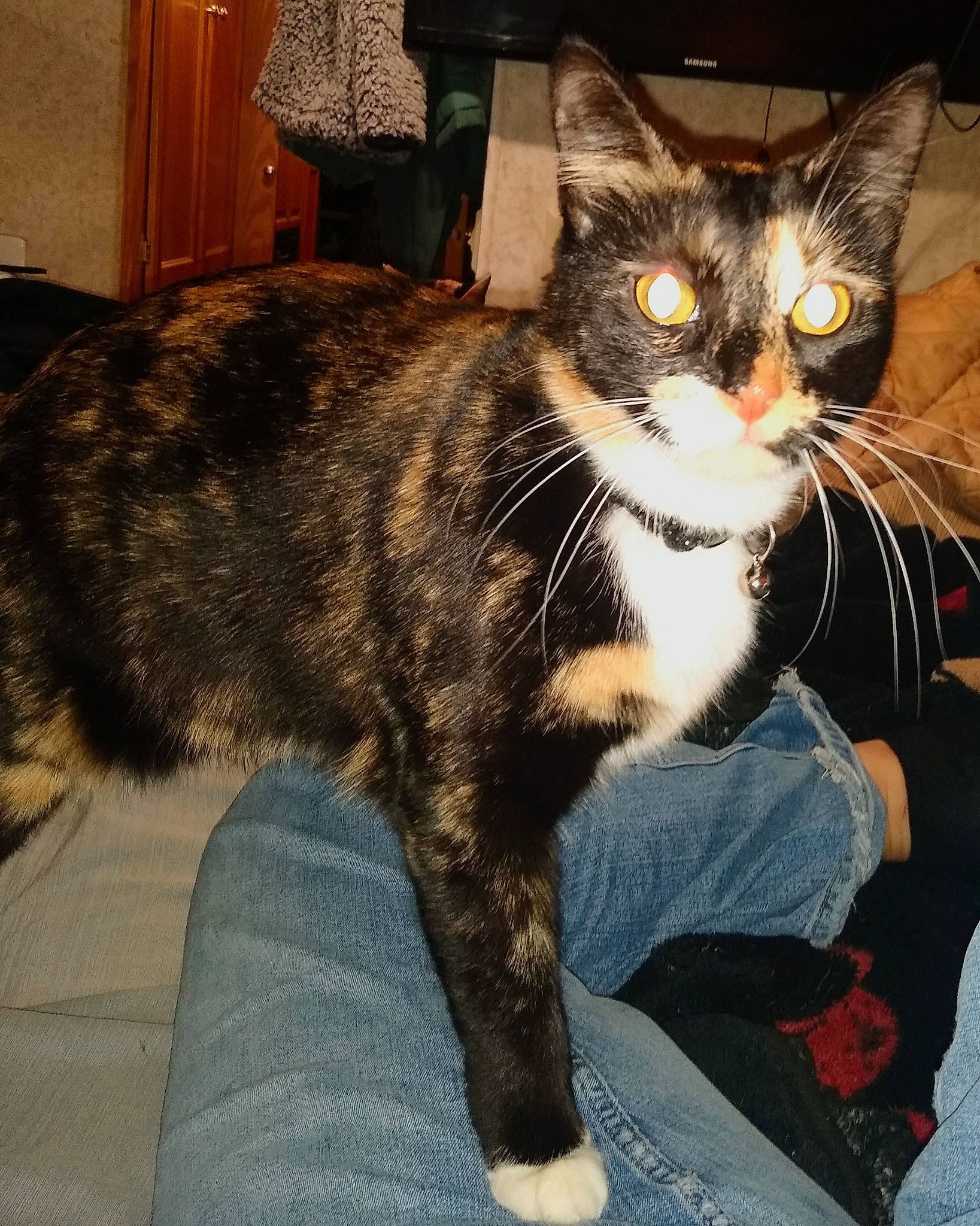 Trudy joined the competition — help win amazing prizes! carnivore, cat, comfort, domestic_short_haired_cat, felidae, foot, fur, sitting, small_to_medium_sized_cats, tail, toe, vertebrate, whiskers