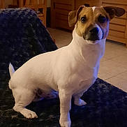 Tesbo a rejoint le concours — aidez-le/la à gagner de superbes lots ! animal, blanket, brown_fur, companion, cute, dog, domestic, ears, floor, furniture, indoor, looking, pet, sitting, small_dog, tail, tile_floor, white_fur, wooden_cabinet, wooden_chair