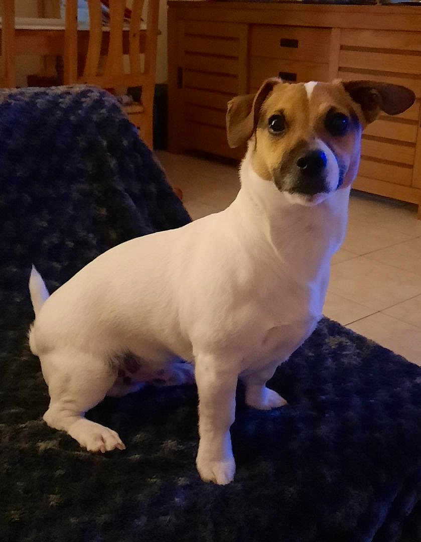 Tesbo