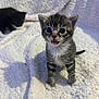 Charlie is registered to the contest to win money with this photo: kitten, cat, tabby, black_cat, fluffy_blanket, white_blanket, cute, animal, pet, small, young, fur, whiskers, indoor, curious, standing, soft_texture, background, mammal, baby_cat