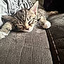 kitten, cat, sleeping, tabby, paw, couch, fabric, cozy, indoor, pet, whiskers, fur, relaxation, closeup, animal, home, texture, comfort, rest, nap
