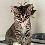 kitten, cat, tabby, pet, animal, cute, tongue_out, white_paws, fur, indoor, plant, blurry_background, young, small, sitting, curious, mammal, domestic, feline, adorable