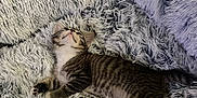 Charlie joined the competition — help win amazing prizes! kitten, cat, tabby, fluffy_blanket, fur, sleeping, cozy, cute, pet, indoor, resting, paw, animal, young, striped, relaxing, soft_texture, comfort, warm, nap