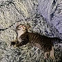 kitten, cat, tabby, fluffy_blanket, fur, sleeping, cozy, cute, pet, indoor, resting, paw, animal, young, striped, relaxing, soft_texture, comfort, warm, nap