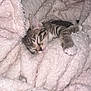 Charlie joined the competition — help win amazing prizes! kitten, sleeping, tabby, cat, blanket, cozy, soft, fur, paw, rest, cute, pet, animal, domestic, closeup, indoor, comfort, relaxation, snuggle, warm