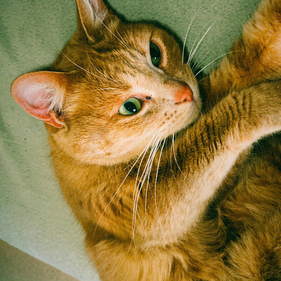 Lilly a rejoint le concours — aidez-le/la à gagner de superbes lots ! cat, orange_tabby, feline, pet, indoor, green_eyes, whiskers, fur, close_up, relaxed, curious, carpet, domestic_animal, animal, mammal, cute, portrait, resting, soft_lighting, cozy