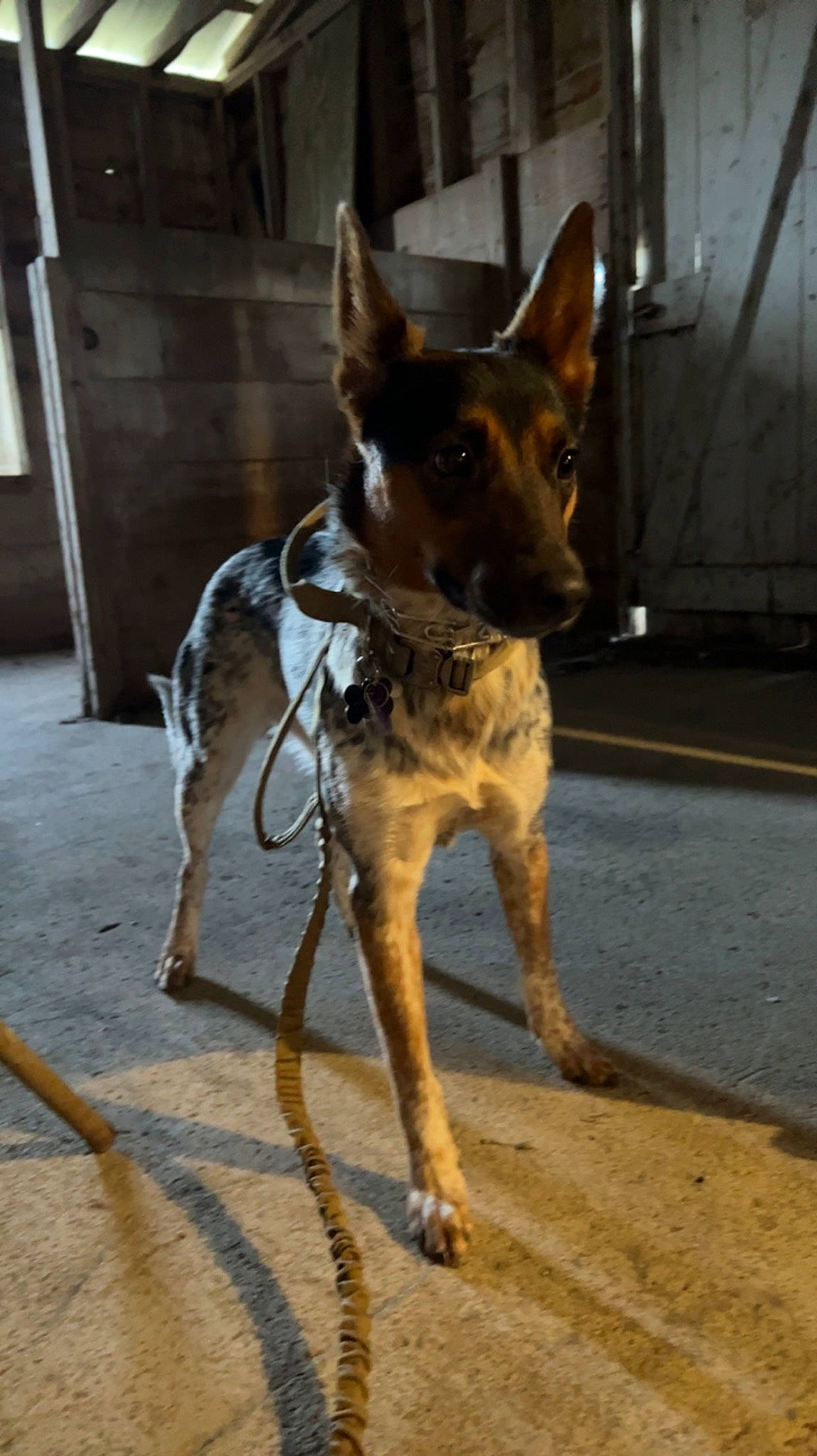 Daisy joined the competition — help win amazing prizes! canidae, carnivore, collar, companion_dog, dog, dog_breed, dog_collar, dog_supply, door, fawn, hunting_dog, non_sporting_group, shadow, snout, sporting_group, street, terrestrial_animal, working_animal, working_dog