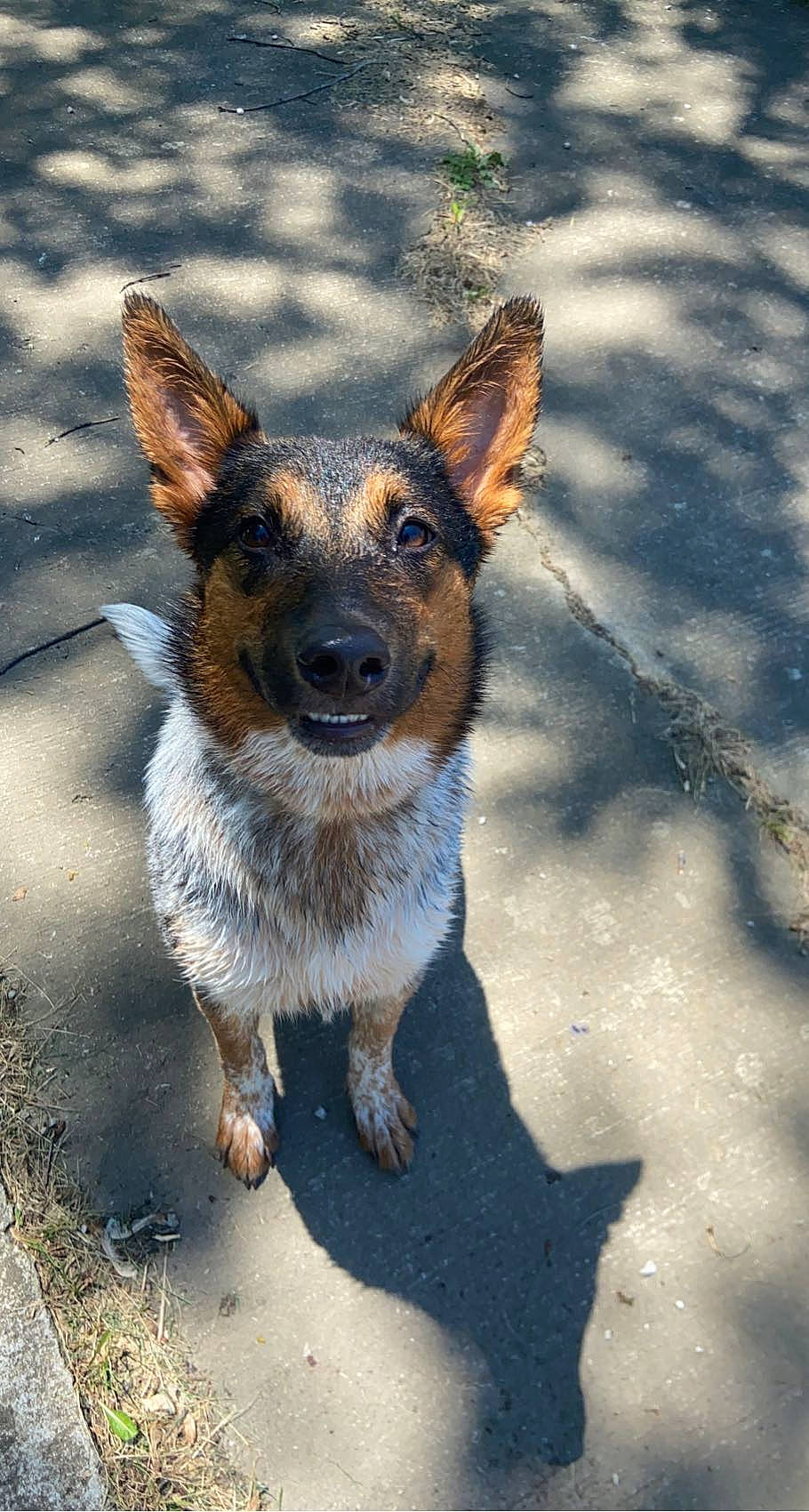 Daisy is registered to the contest to win money with this photo: asphalt, canidae, carnivore, companion_dog, dog, dog_breed, eye, fawn, fur, paw, road_surface, shadow, snout, sporting_group, street_dog, terrestrial_animal, toy_dog, whiskers, wildlife, working_dog