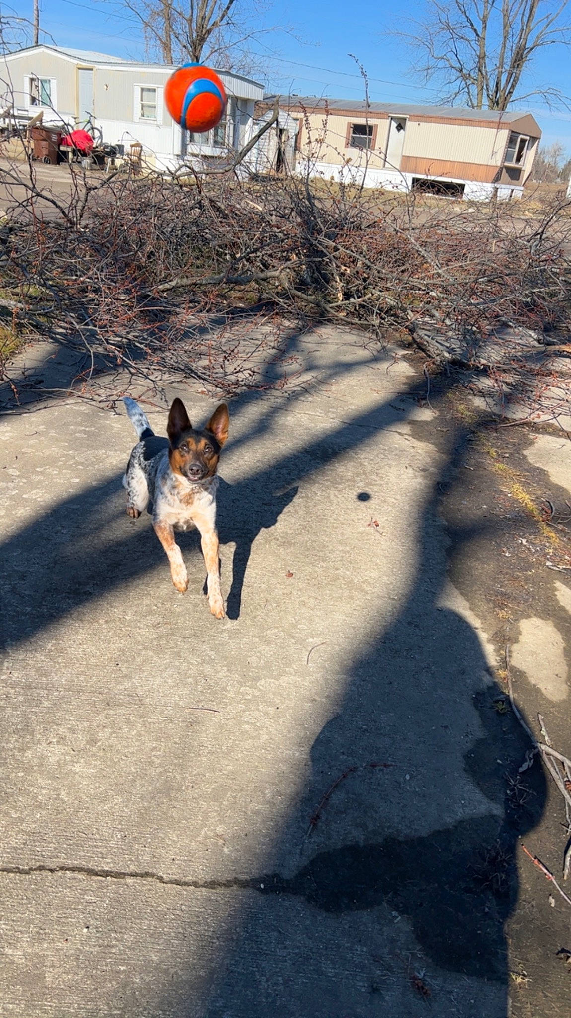 Daisy is registered to the contest to win money with this photo: asphalt, building, carnivore, companion_dog, dog, dog_breed, fawn, house, landscape, leash, plant, road, road_surface, shadow, sidewalk, sky, street, tail, tree, window