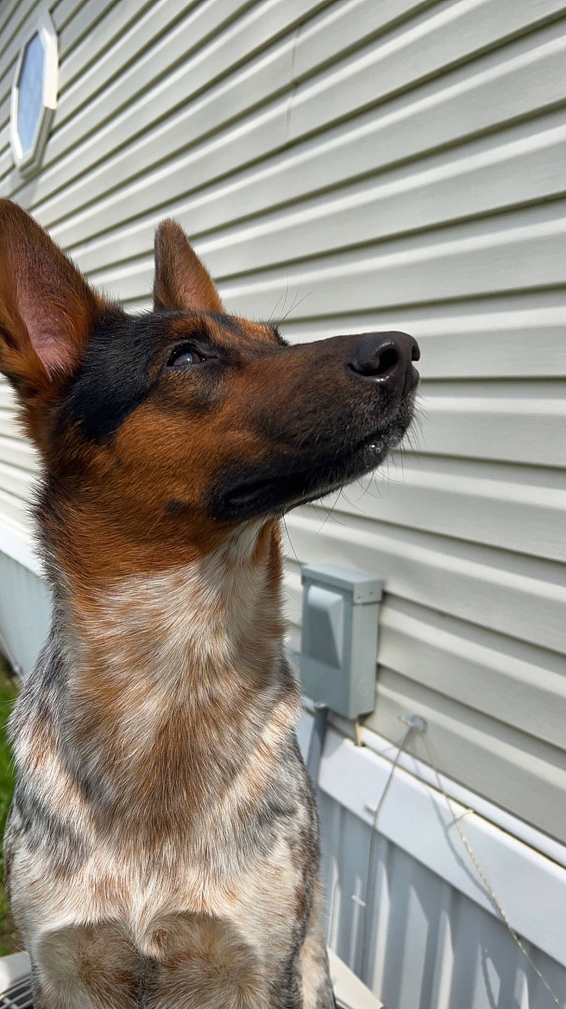 Daisy is registered to the contest to win money with this photo: canidae, carnivore, collar, companion_dog, dog, dog_breed, fur, siding, sporting_group, terrestrial_animal, whiskers, window, working_dog