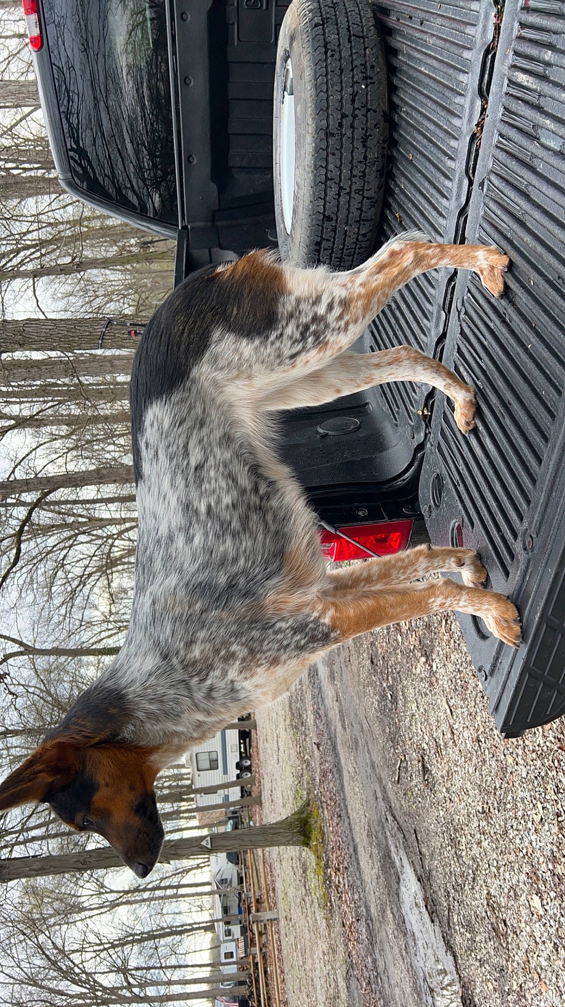 Daisy is registered to the contest to win money with this photo: carnivore, dog_breed, fur, plant, snout, sporting_group, tail, tree, trunk, vehicle, vehicle_door, wildlife, window, wood, working_animal