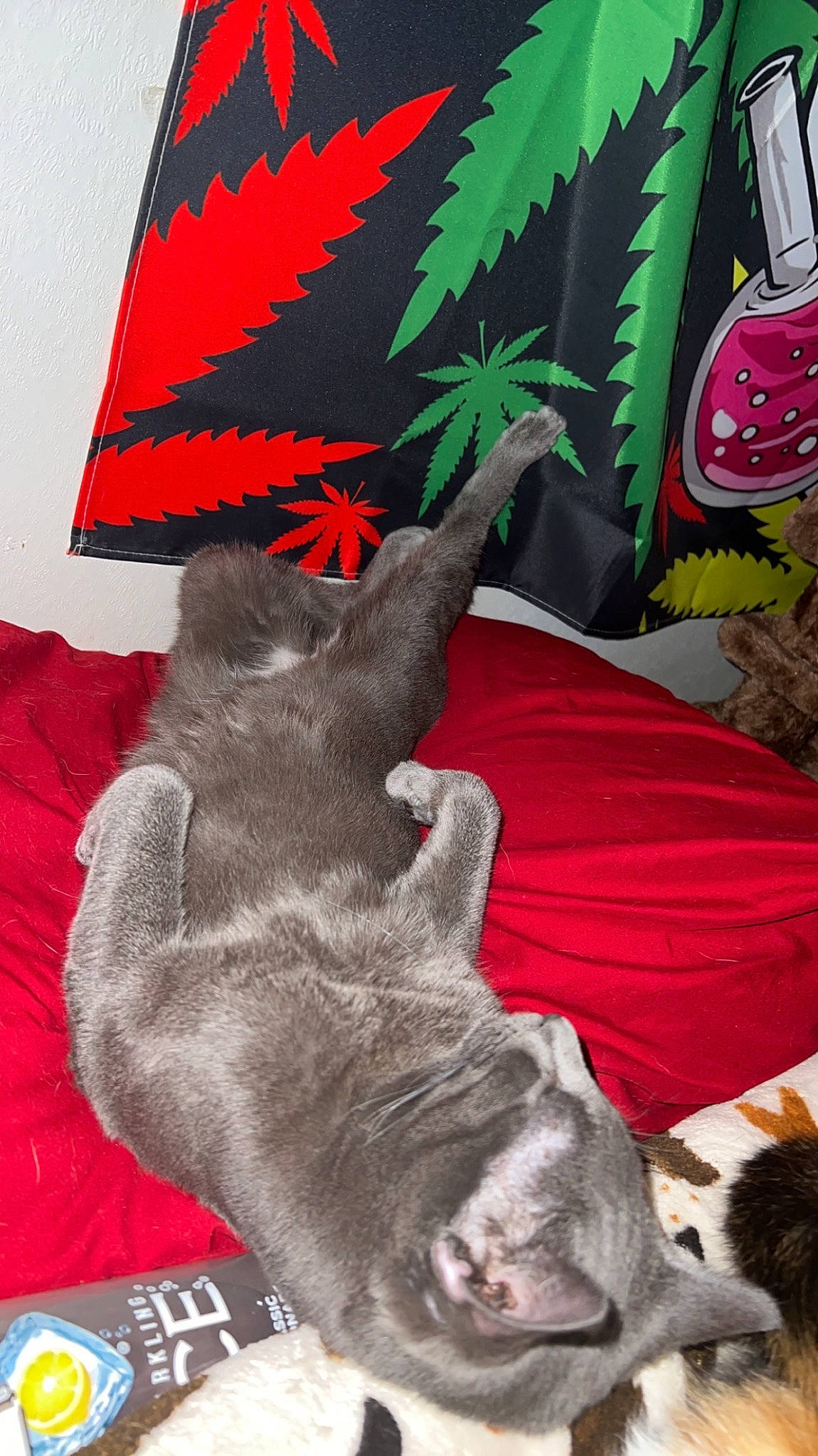 Smokey is registered to the contest to win money with this photo: black, carmine, carnivore, comfort, dog, dog_breed, fawn, felidae, fur, gesture, green, linens, mammal, red, red_flag, small_to_medium_sized_cats, snout, tail, vertebrate, working_animal